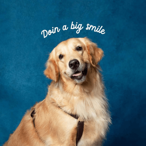 Just Dogs